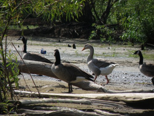 Domestic goose mixed with the Canada Geese, Falls, Sept. 2013