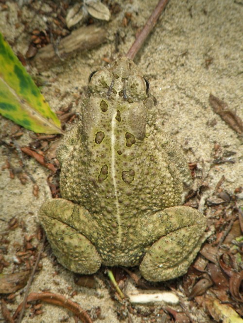 American Toad, dorsal view, Falls of the Ohio, Aug. 2013