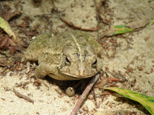 The American Toad at the Falls of the Ohio, August 2013