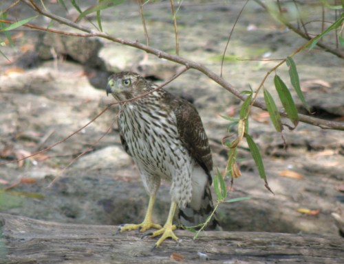 Young Cooper's Hawk, Falls of the Ohio, Sept. 2013