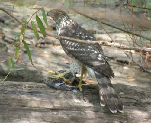 Young Cooper's Hawk with prey, Falls of the Ohio, Sept. 2013
