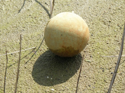 Softball core river pearl from the Falls of the Ohio