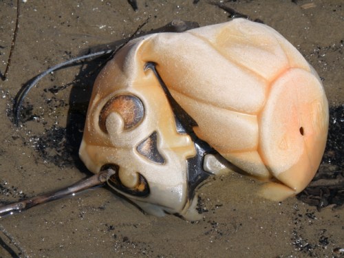 crushed plastic jack-o-lantern, Oct. 2013