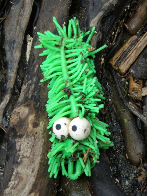 strange caterpillar from the Falls, late June 2013