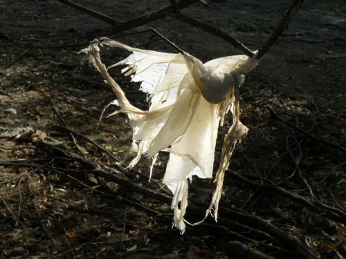 plastic "ghost" on a willow branch, Oct. 2013