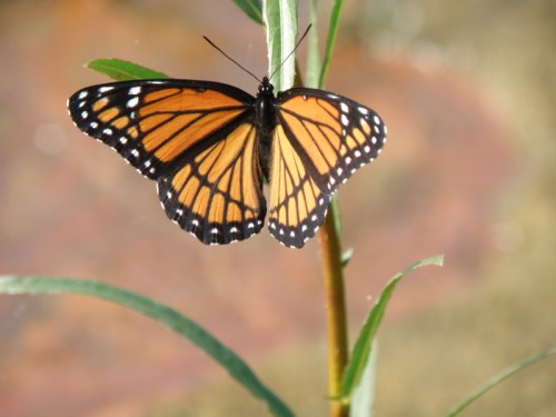 Viceroy butterfly, Falls of the Ohio, October 2013