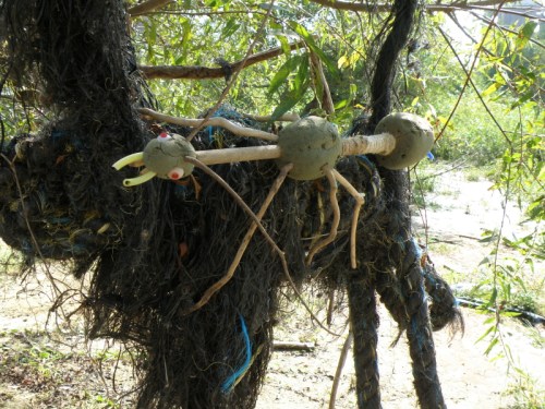 Falls Phasmid hanging in a tree, Oct. 2013