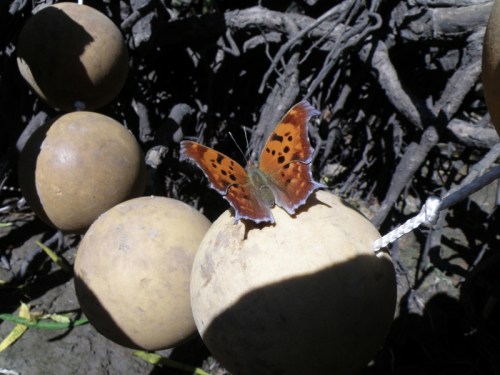 Butterfly with detail of softball core necklace, Oct. 2013