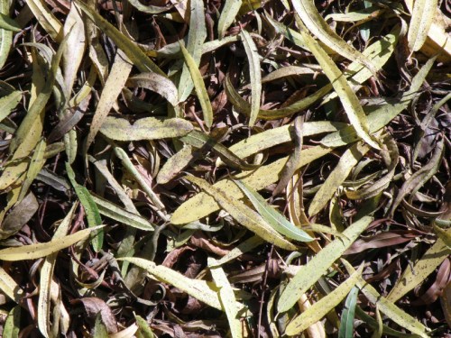 fallen willow leaves, Nov. 2013