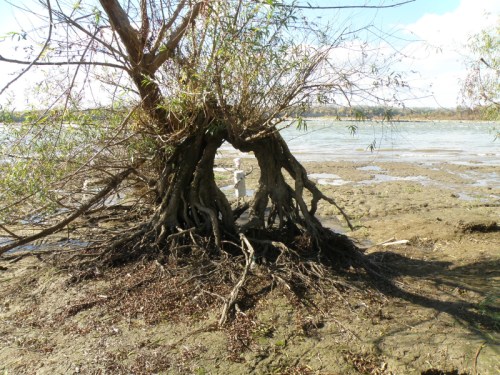 Through the willow portal, Falls of the Ohio, Nov. 2013