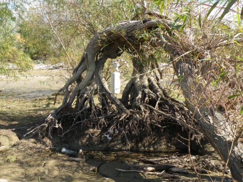 On the opposite side of the willow portal, Falls of the Ohio, Nov. 2013