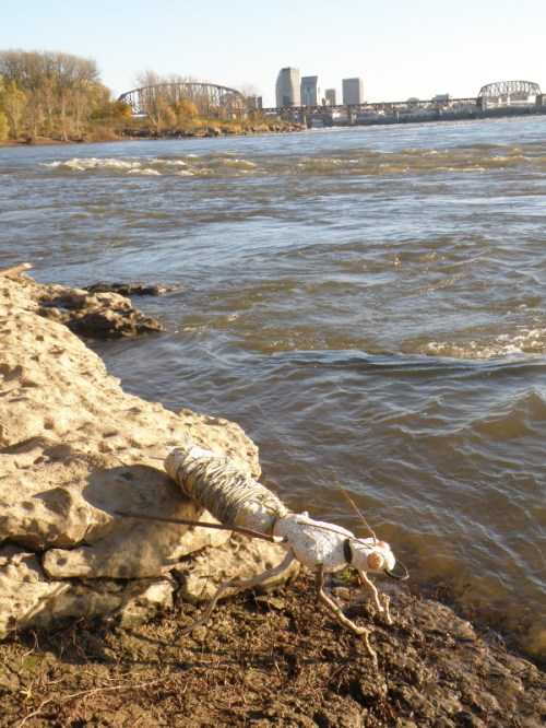 Golden Hour Ground Beetle drinking water?, Nov. 2013