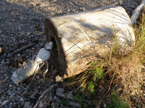 Golden Hour Ground Beetle exploring a hollow log, Nov. 2013