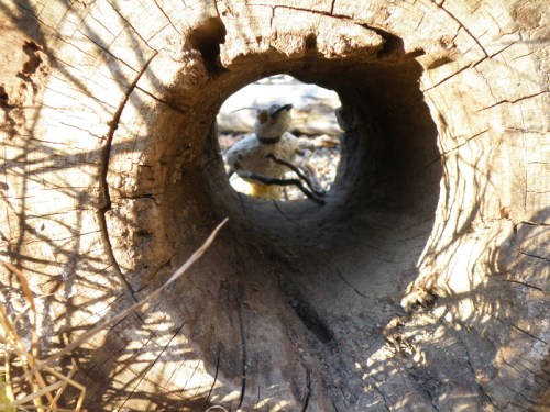 View of the beetle through the hollow log, Nov. 2013