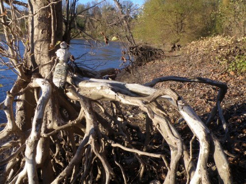 Golden Hour Ground Beetle relaxing on Sycamore tree roots, Nov. 2013
