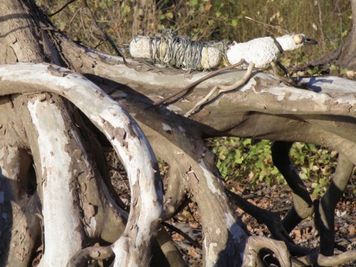 Beetle laying flat on a sycamore root, Nov. 2013