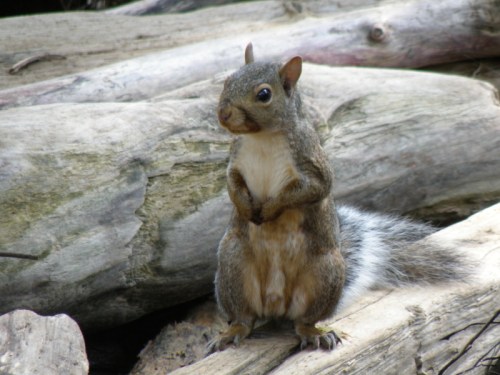 Gray squirrel watching me, Nov. 2013
