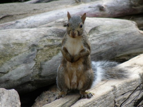 Gray squirrel watching, Nov. 2013