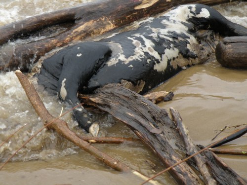 dead steer in the Ohio River, Jan. 2014