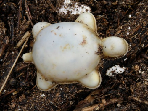 plastic turtle sand mold, Jan. 2014