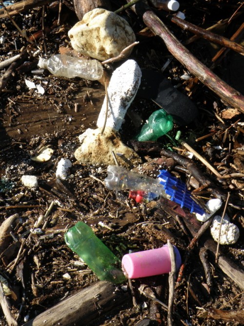 various kinds of debris at the water's edge, Jan. 2014