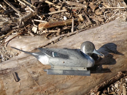 plastic pintail duck decoy, Jan. 2014