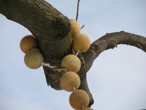 detail, La Belle Riviere in the Carnegie's tree, Feb. 2014