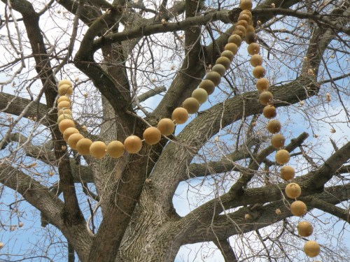 detail of La Belle Riviere in tree, Feb. 2014