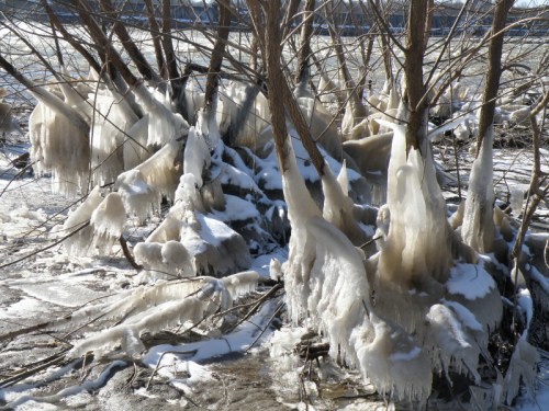 willow trees and ice, Jan. 2014