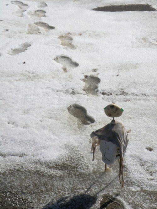 The Ice Tourist following my tracks, Jan. 2014