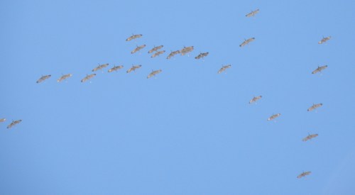 high flying Sandhill Cranes, Feb. 2014