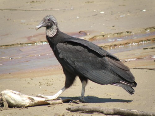 Black Vulture and dead fish, Falls of the Ohio, April 2014