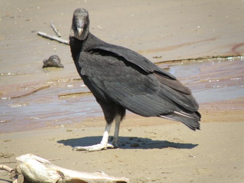 Black Vulture, Falls of the Ohio, April 2014