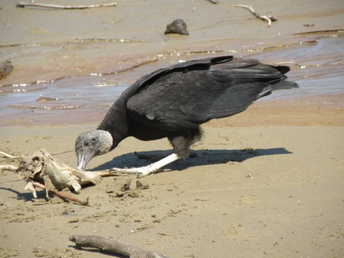 Black Vulture feeding on a dead fish, Falls of the Ohio, April 2014