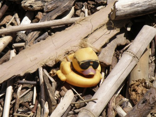 rubber duck with sunglasses, April 2014