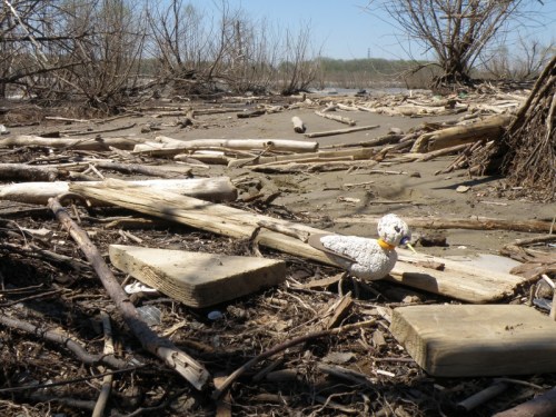 Orange-collared Piper, Falls of the Ohio, April 2014