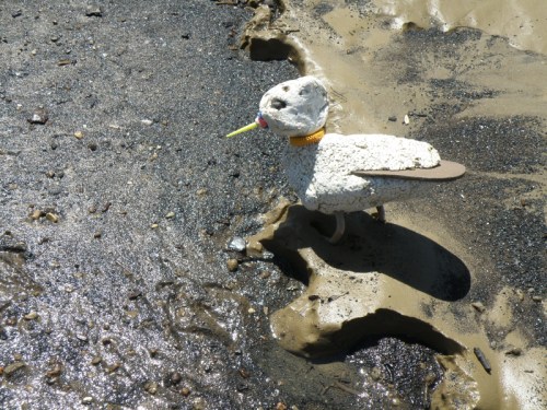 Orange-collared Piper at the Falls of the Ohio, April 2014