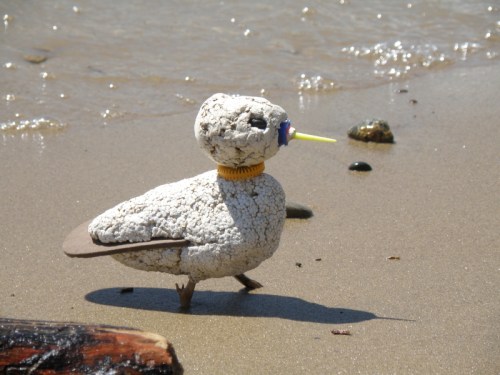 Orange-collared Piper, April 2014