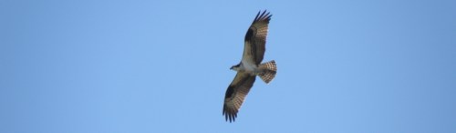 osprey, Falls of the Ohio, April 2014