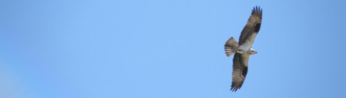 osprey, Falls of the Ohio, April 2014