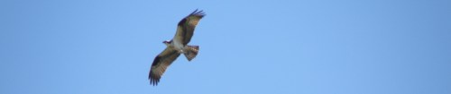 osprey, Falls of the Ohio, 2014
