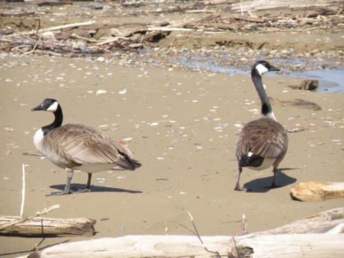 Canada Geese, Falls of the Ohio, April 2014