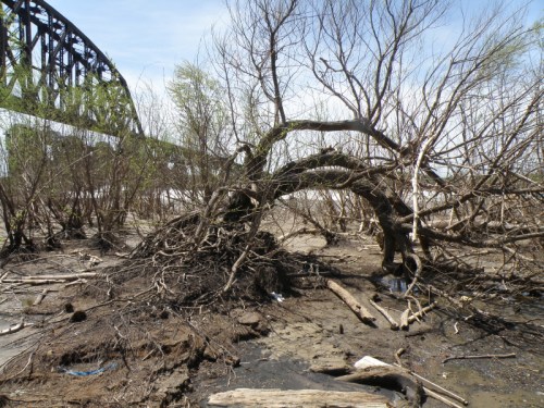 Arching willow at the Falls of the Ohio, May 2014