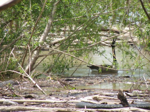 Feeding Canada Goose, Falls of the Ohio, May 3, 2014