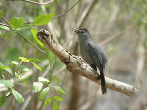 Gray Catbird singing, Falls of the Ohio, May 3, 2014