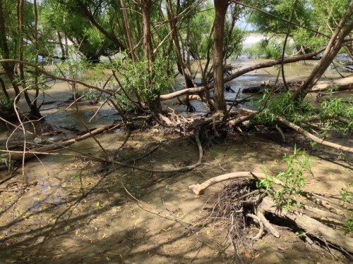 At the river's edge, Falls of the Ohio, June 2014