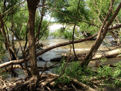 At the water's edge, Falls of the Ohio, 2014