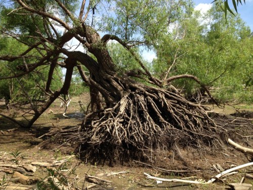 Old willow tree at the Falls of the Ohio, 2014