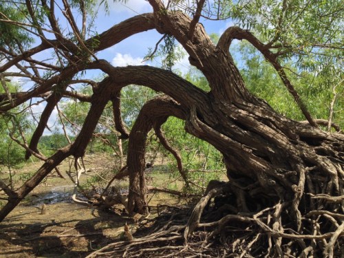 willow tree detail, 2014