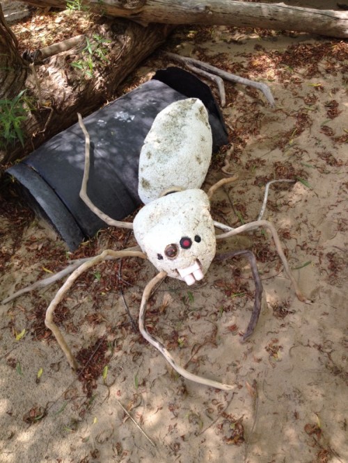 Great Wolf Spider, Falls of the Ohio, June 2014
